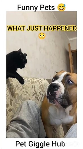 CAT SCARES DOG 😱🐱🐶 | FUNNIEST JUMP SCARE REACTION EVER! #FunnyPets #CatVsDog #ViralShorts