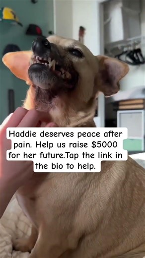 Tap the link in the bio to help #donate #rescuedog #save #haddie #linkinbio #happytails #rescuelove