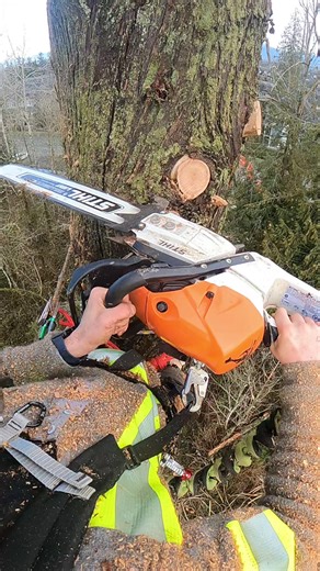Safe Tree Cutting Techniques for Dead Trees