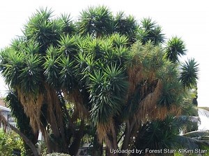 Yucca gigantea - Alchetron, The Free Social Encyclopedia
