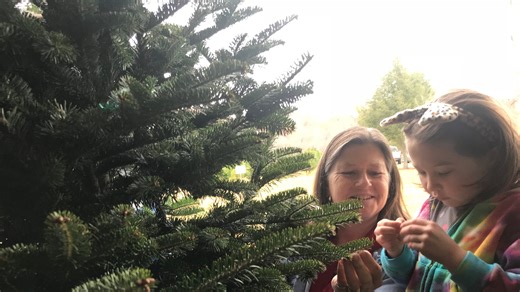 Where to find Christmas tree farms around Knoxville if you want to cut your own tree