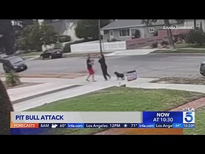 Pomona couple attacked by pit bull