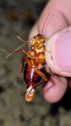 Who Wins in Bullet Ant vs Cockroach? 🐜🪳