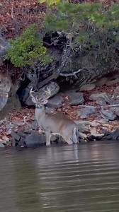 #deer #deer #deerhunting | Hunter's Bend Campground