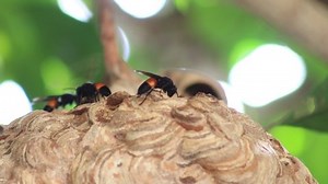 Common Wasp Nest Vespula Vulgaris On Stock Footage Video (100% Royalty-free) 1094298195 | Shutterstock