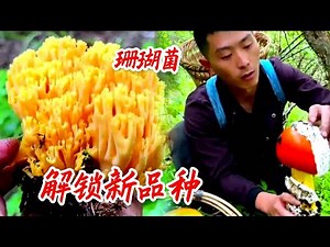 Today, I harvested a new species of coral fungus