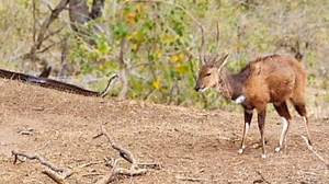 Animal sighting: Bushbuck doesn't spot python stalking it! - WATCH