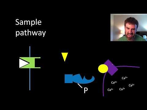 Signal transduction pathways