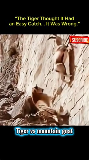 “Tiger Hunts Mountain Goat on a Vertical Cliff 😱 #shorts”