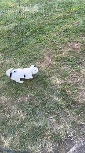 Gypsy’s puppies have really SPRUNG 🌀 into action! Kaven, Django, Star and Galaxy have totally found their feet and their personalities! | SEQ K9 Rescue Inc