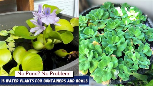 Discover 15 mini water garden ideas perfect for bowls and pots
