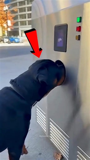 El Corte Más Loco del Perro 🐶✂️ #Catsoftiktok #CatLovers #cat #cute #FunnyCats #catcartoon #fyp