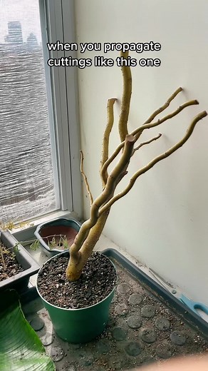 Nee Growth on Corkscrew Willows - Bonsai Tree Care Tips