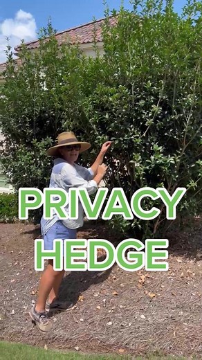 Osmanthus Fortunei: The Ultimate Privacy Hedge for Your Garden