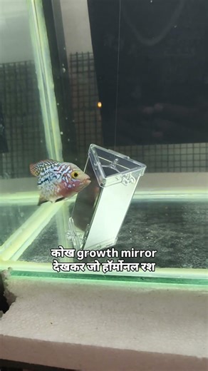 make your flowerhorn active