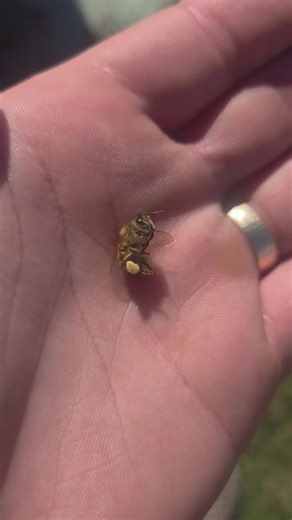Understanding Pollen Baskets in Beekeeping