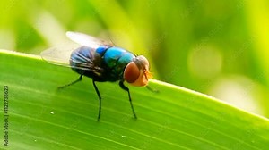 Cochliomyia hominivorax, the New World screw-worm fly, or screw-worm for short, is a species of parasitic fly that is well known for the way in which its larvae (maggots) eat the living tissue.