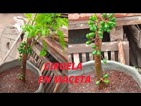 CIRUELA EN MACETA como sembrar, sustrato facil