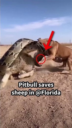 Loyal Pitbull Saves Sheep from Massive Python in Florida 🐍🐶