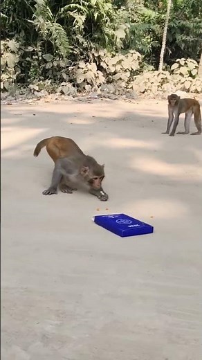 Why Did the Monkey Get Scared?