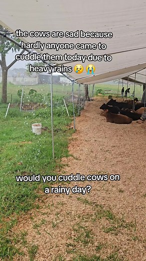 Krishna Cow Sanctuary: Experience Cow Cuddle Therapy in Canada