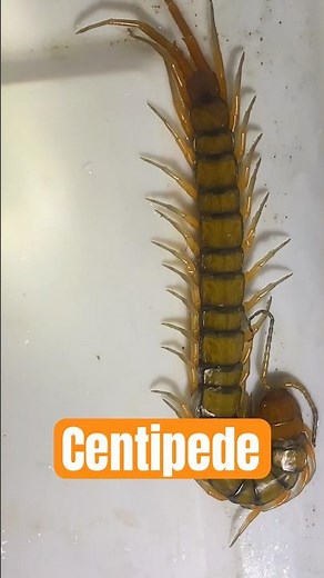Centipede – Scolopendra subspinipes | Life Stages | Venomous Night Hunter #insectidentification