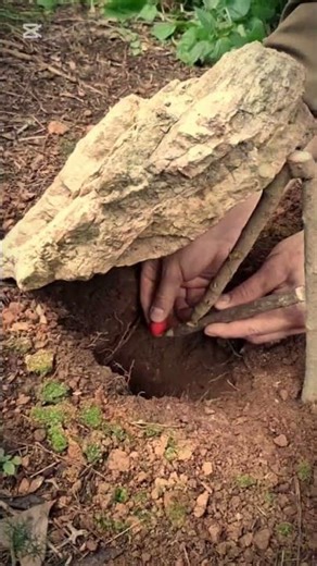 How to make a trap #survival #wildliferescue #animaltrap #bushcraft #birdtrap #camping #birdcontrol