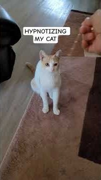 Hypnotizing my cat