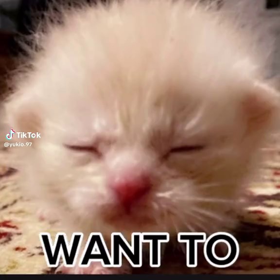 Cat Singing Compilation: Filipino Amphibians and Memes