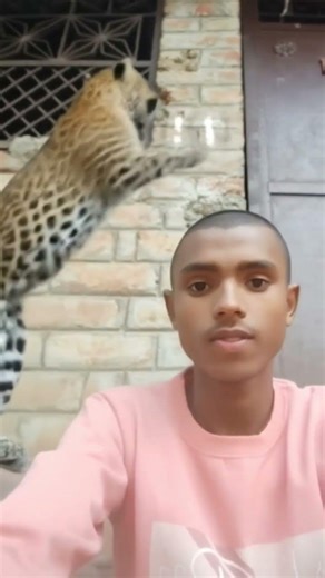 tutorial liopard leap felte #leopard #tutorial😄😁😆♥️