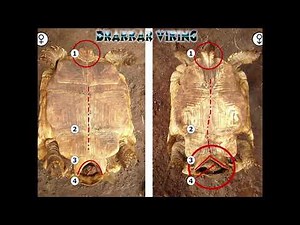 how to know the sex of the turtles (sexing)