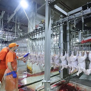 [Hot Item] 500bph-13000bph Chicken Skinning Killing Slaughterhouse Cutting Machine for Poultry Chicken Slaughter Machine Price