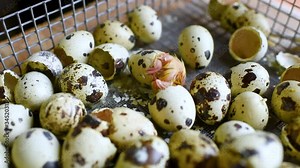the process of hatching a quail chick in an incubator against the background of quail eggs on a poultry farm close-up.
