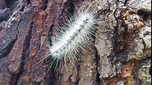 Close up video of a fall webworm caterpillar crawling on a tree's bark. Shot at 120 fps.