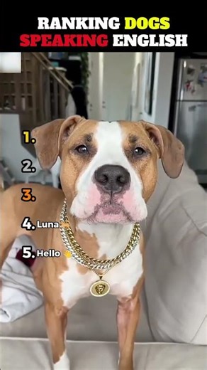 Ranking Talking Dogs