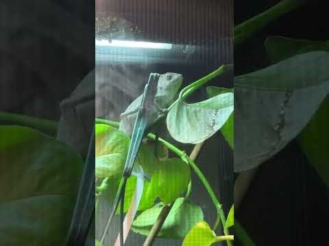 meet my chameleon piccolo