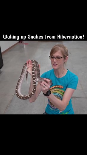 Part 3. Waking up Snakes from Hibernation! #snake #discovery