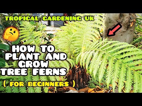 A Beginners Guide to Growing TREE FERNS 🌴 ( dicksonia Antarctica ) Tropical Style Gardening UK