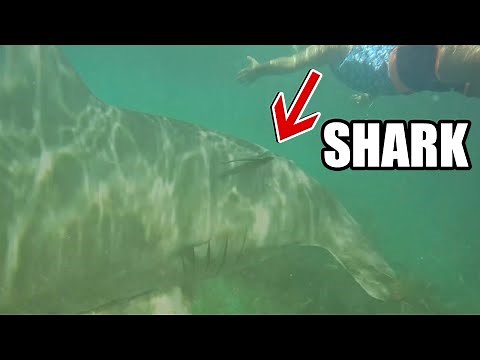 😲 SHARK! Watch this before you SNORKEL at Bahia Honda State Park in The Florida Keys