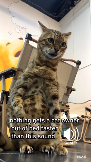 I don't always puke hairballs but when I do, its right where you walk in bare | Meowed