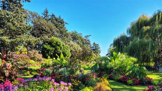 The fragrant small tree birds & pollinators love with stunning flowers in summer