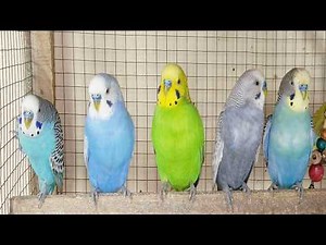 3 Hours Cute Budgie Sounds for Relaxing Parakeet Chirping & Singing