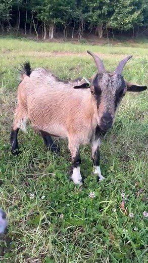2YR PYGMY NANNY GOAT