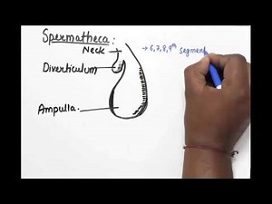 Reproductive System Of Earthworm Part 2