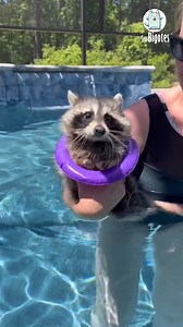 136K views · 7.3K reactions | Crystal es la mapache más mimada de sus cuidadores. 劣 Ella no se rinde ante nada  IG: @tows_and_tails | Sra Bigotes | Facebook