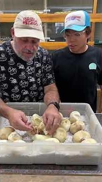 Opening up these snake eggsis like opening little surprises! 🐍🥚