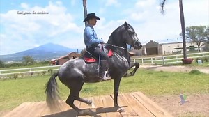 4.4K views · 51 reactions | #TECATE: Invitan a 1er Festival Ecuestre a beneficio de "Ángeles Cabalgando" Este Festival Ecuestre tomará lugar con el firme objetivo de concientizar sobre la discapacidad en el Municipio de Tecate y recabar fondos a favor de la Asociación Civil Ángeles Cabalgando, asosiación dedicada a realizar equinoterapias para mejorar la calidad de vida de pequeños con discapacidad. | VerazInforma.com | Facebook