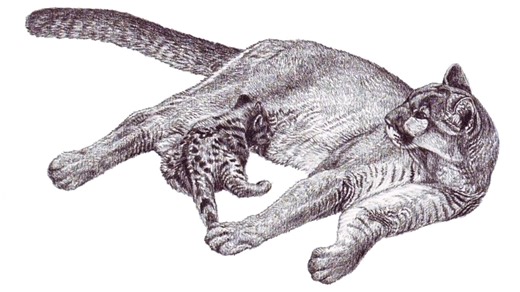 Create incredible puma and cub drawings using professional art techniques