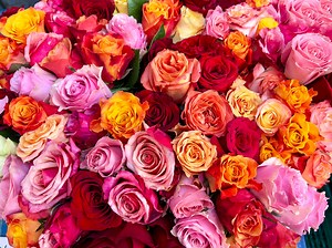 Before Picking a Valentine’s Day Bouquet, Learn What Rose Colors Mean