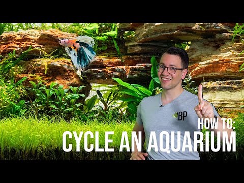 How to: Cycle a Planted Aquarium - The Nitrogen Cycle in the Fish Tank | EP2 Planted Tank Overview